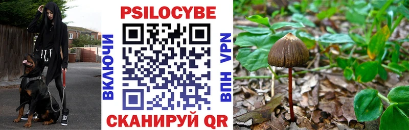 blacksprut как войти  Циолковский  Псилоцибиновые грибы Cubensis 